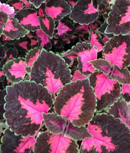 Coleus Trailing Rose Image