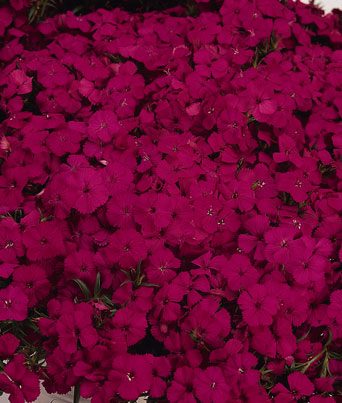 Dianthus