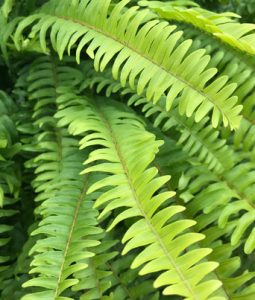 Boston Fern Image