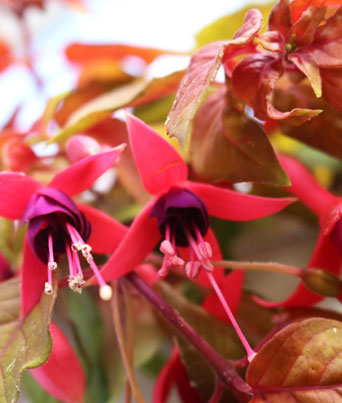 Fuchsia