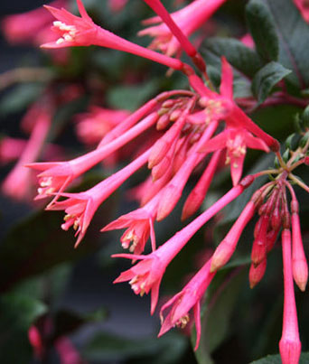Fuchsia