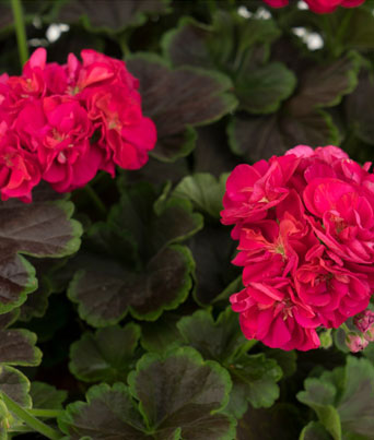 Geranium