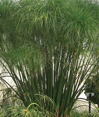 Grass, Cyperus