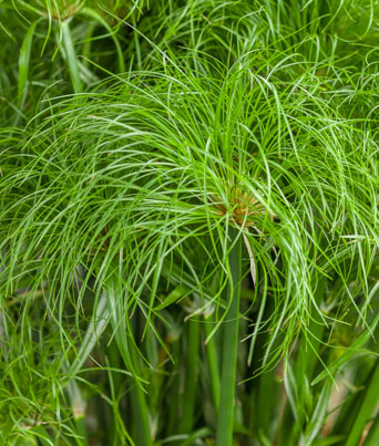 Grass, Cyperus