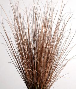 Fall Grass, Carex 