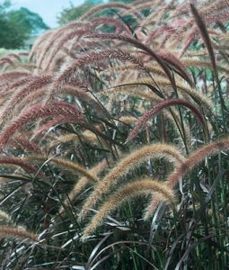 Fall Grass, Pennisetum 