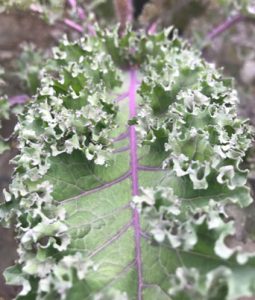 Flowering Kale 