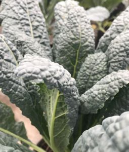 Flowering Kale 