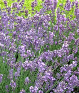 Lavandula 