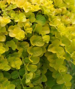 Lysimachia 