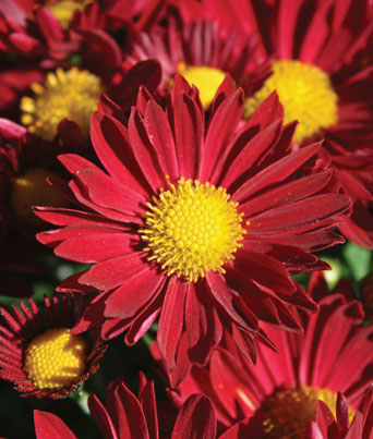 Edana™ Red Image