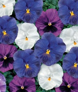 Pansy 