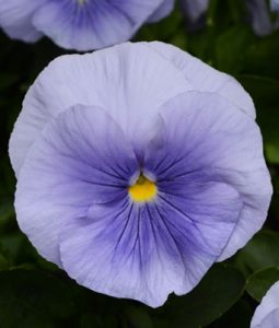 Pansy 