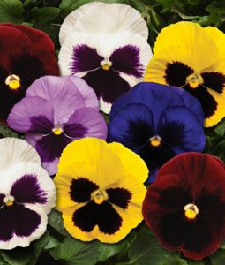 Pansy 