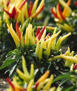 Ornamental Pepper 