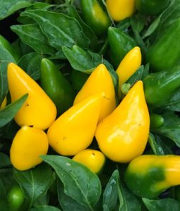 Ornamental Pepper 