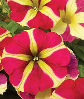 Petunia