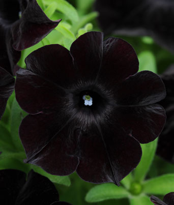 Petunia