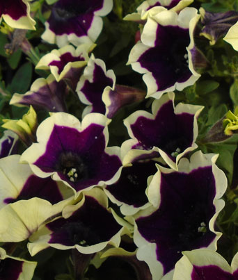 Petunia