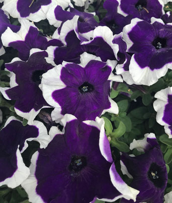 Petunia