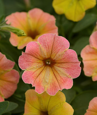 Petunia