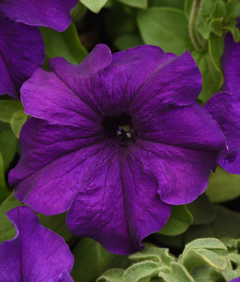 Petunia