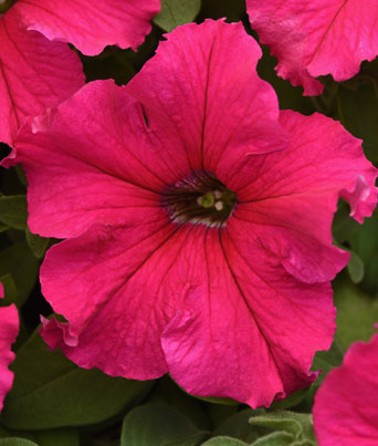 Petunia