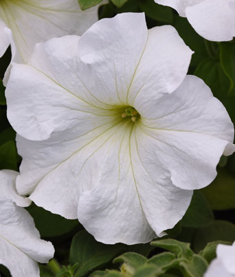 Petunia