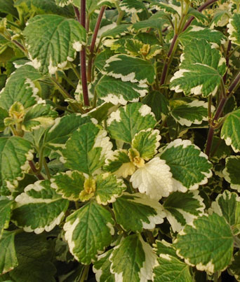 Plectranthus variegata