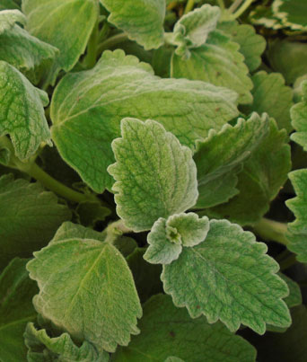 Plectranthus