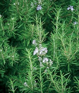 Rosemary Image