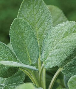 Sage 