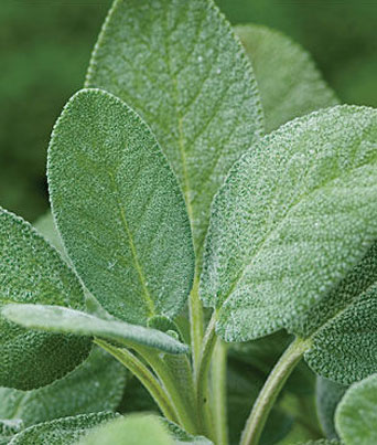 Sage