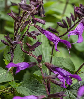 Salvia