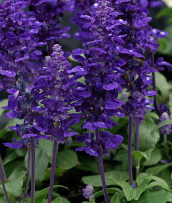 Salvia