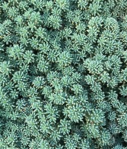 Sedum 