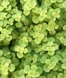 Sedum 