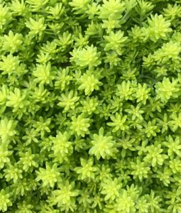 Sedum 