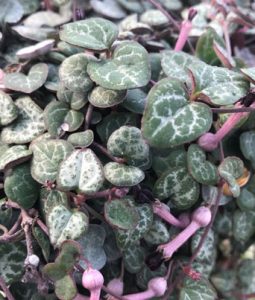 String of Hearts Image