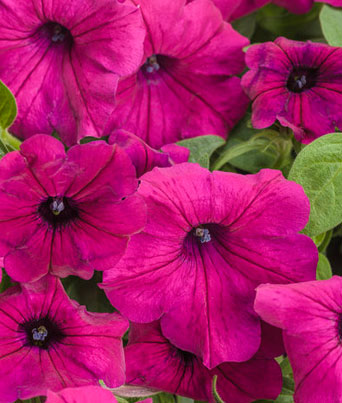 Petunia
