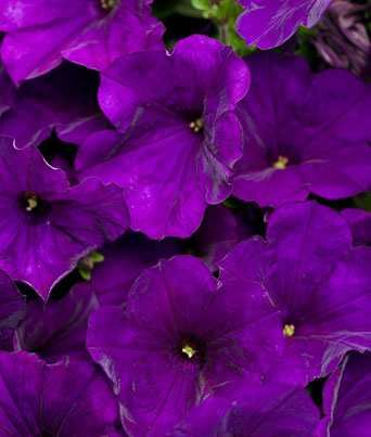 Petunia