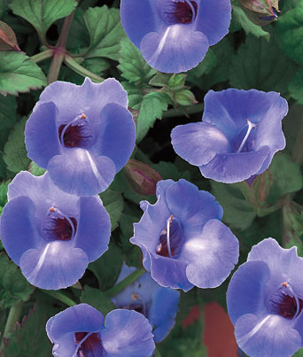 Torenia