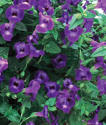 Torenia