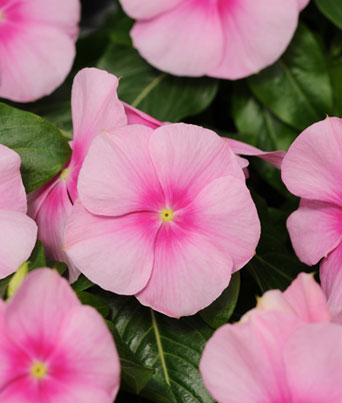 Vinca