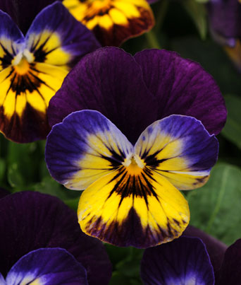 Viola
