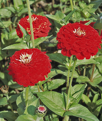 Zinnia