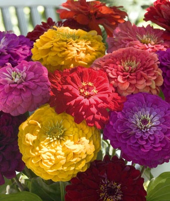 Zinnia