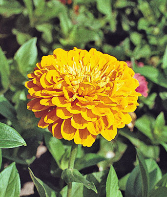 Zinnia