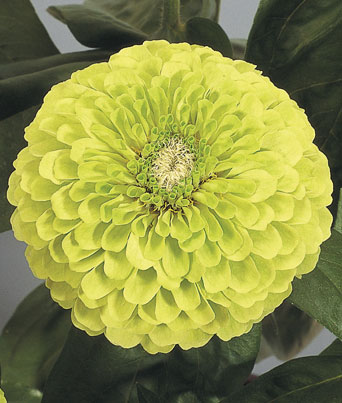 Zinnia
