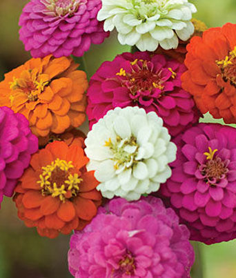 Zinnia